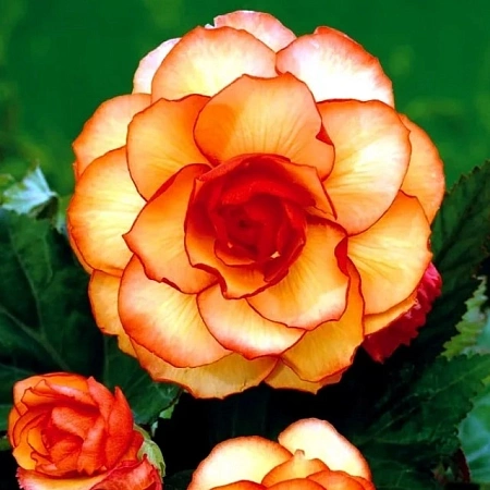 Бегония Picotee Yellow/Red (уп. 2 шт)