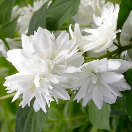 Чубушник Миннесота Сноуфлейк (Minnesota Snowflake)