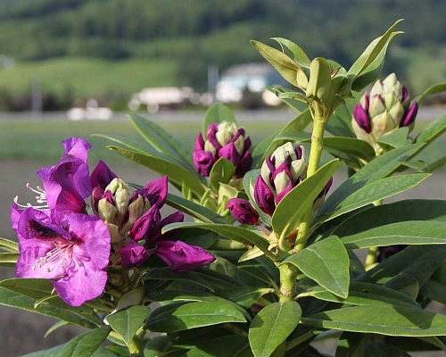 Рододендрон Rasputin 25-35 см Рододендрон Rasputin 25-35 см