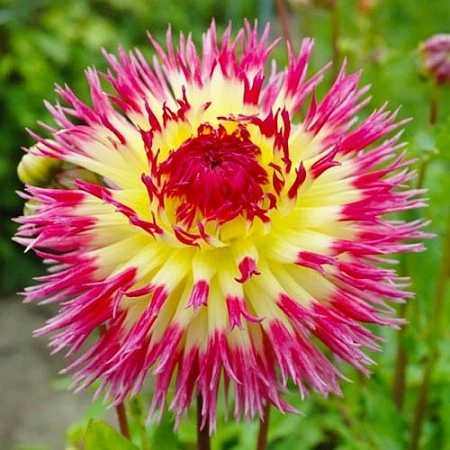 Георгина Lindsay Michelle (уп. 1 шт) Георгина Lindsay Michelle (уп. 1 шт)