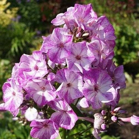 Флокс Freckle Purple Shades