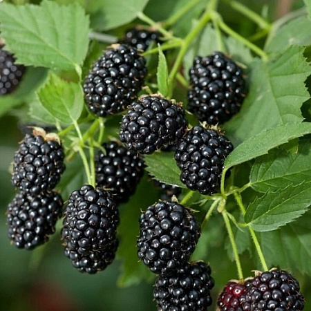 Ежевика Стефан С3