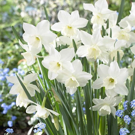 Нарцисс Tresamble (5 шт. в уп.)