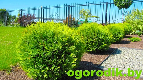 Туя шаровидная Глобоза d.50 см Туя шаровидная Глобоза d.50 см