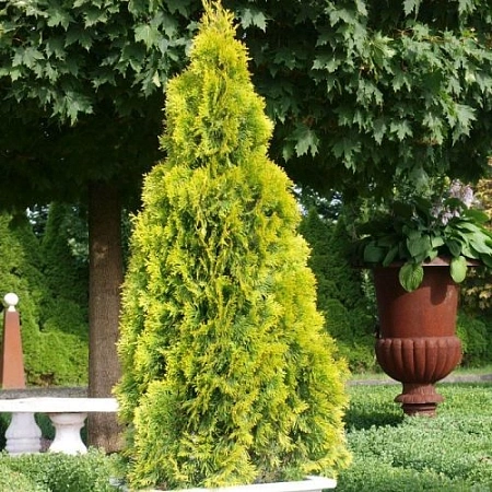 Туя Янтарь (Jantar) западная 40-60 см