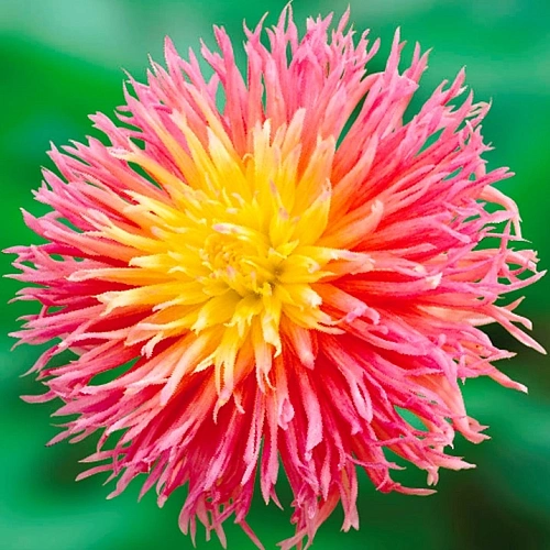 Георгина Fringed Star (уп. 1 шт) Георгина Fringed Star (уп. 1 шт)