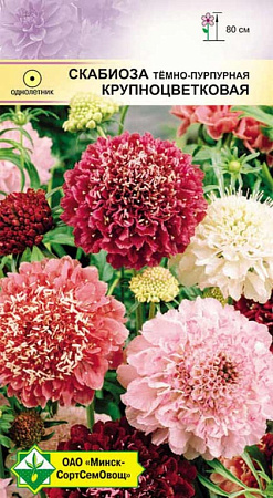 Скабиоза темно-пурпурная Крупноцветковая, смесь 0,3 г (МССО)