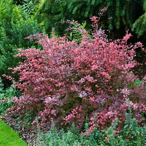 Барбарис Rose Glow тунберга Барбарис Rose Glow тунберга