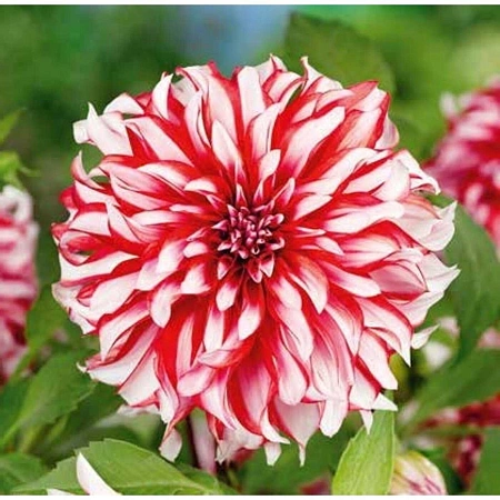 Георгина Dolly H (уп. 1 шт)