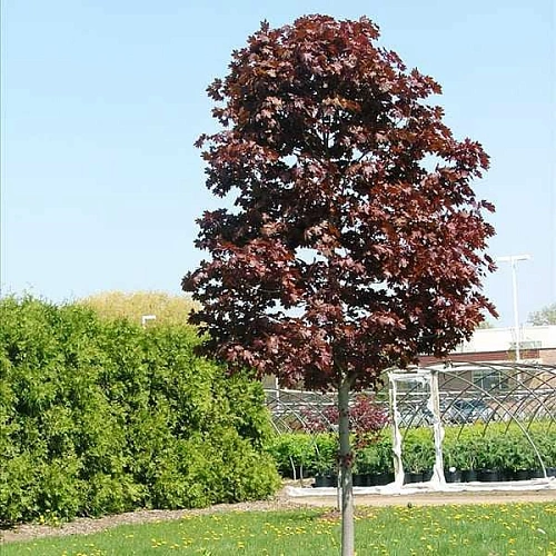 Клен остролистный Faassen's Black на штамбе 150 см Клен остролистный Faassen's Black на штамбе 150 см