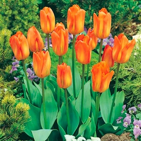Тюльпан Purissima Orange