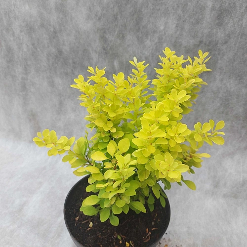 Барбарис Maria тунберга 30-40 см Барбарис Maria тунберга 30-40 см