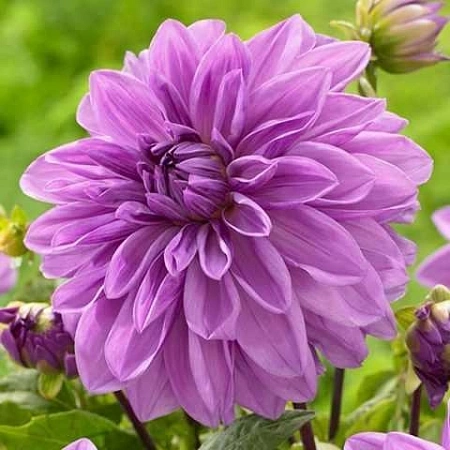 Георгина Lavender Perfection (уп. 1 шт)