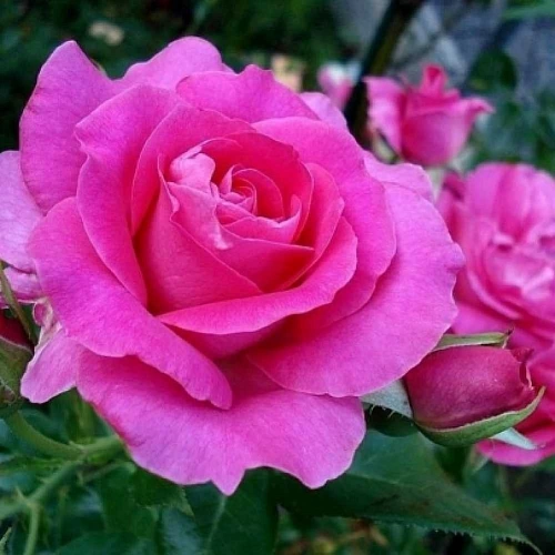 Роза флорибунда Ману Мейян (Manou Meilland) Сербия Роза флорибунда Ману Мейян (Manou Meilland) Сербия