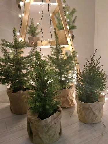 Ель Энгельманна 40-60 см Ель Энгельманна 40-60 см