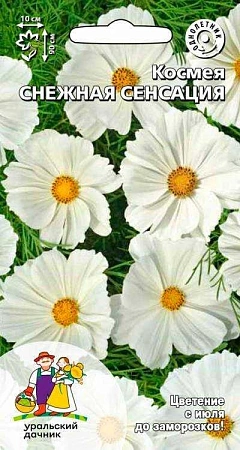 Космея Снежная Сенсация (УД) Космея Снежная Сенсация (УД)