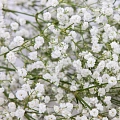 Гипсофила White (уп. 3 шт) Гипсофила White (уп. 3 шт)