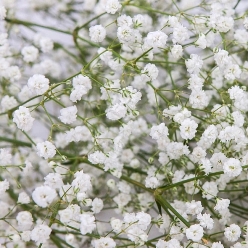 Гипсофила White (уп. 3 шт) Гипсофила White (уп. 3 шт)