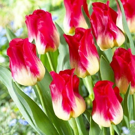 Тюльпан Match (5 шт. в уп.)