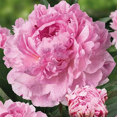 Пион Sarah Bernhardt (уп. 1 шт)