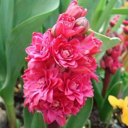 Гиацинт Hollyhock (2 шт. в уп.)