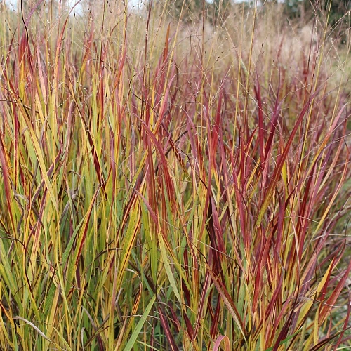 Просо прутьевидное Shenandoah Просо прутьевидное Shenandoah