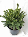 Ель Пумила Глаука d-20 см обыкновенная Ель Пумила Глаука d-20 см обыкновенная