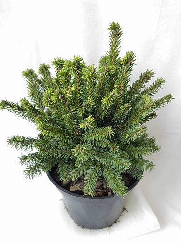 Ель Пумила Глаука d-20 см обыкновенная Ель Пумила Глаука d-20 см обыкновенная