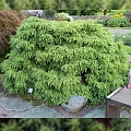 Тсуга Джедделох канадская 10-20 см Тсуга Джедделох канадская 10-20 см