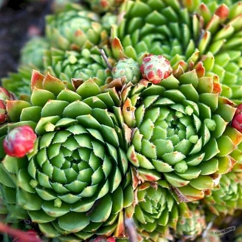 Молодило С1 Молодило С1