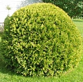 Туя шаровидная Голден Глоб 20-40 см Туя шаровидная Голден Глоб 20-40 см