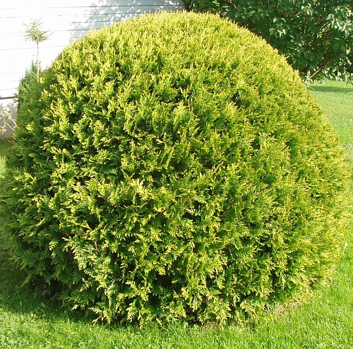 Туя шаровидная Голден Глоб 20-40 см Туя шаровидная Голден Глоб 20-40 см