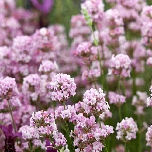 Лаванда Rosea узколистная Лаванда Rosea узколистная