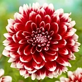Георгина Red and White Fubuki (1 шт. в уп.) Георгина Red and White Fubuki (1 шт. в уп.)