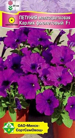 Петуния гибридная мелкоцветная Карлик фиолетовый F1, 7 шт (МССО) Петуния гибридная мелкоцветная Карлик фиолетовый F1, 7 шт (МССО)
