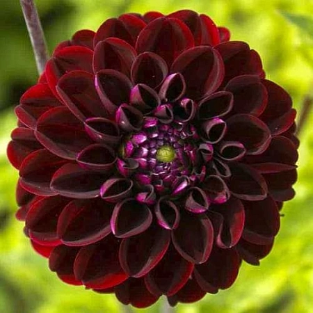 Георгина Dark Spirit (1 шт. в уп.)