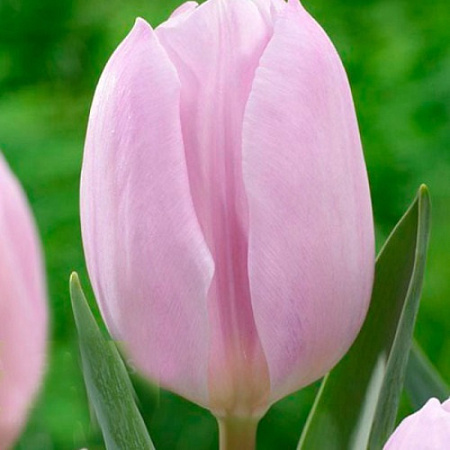 Тюльпан Fay (5 шт. в уп.)