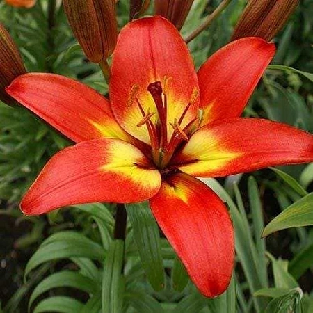 Лилия Forever Linda ( уп. 3 шт)