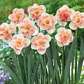 Нарцисс Pink Wonder (5 шт. в уп.) Нарцисс Pink Wonder (5 шт. в уп.)