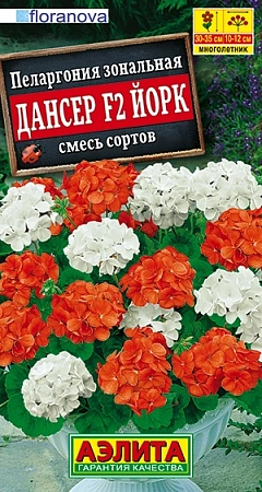 Пеларгония Дансер F2 Йорк, смесь окрасок