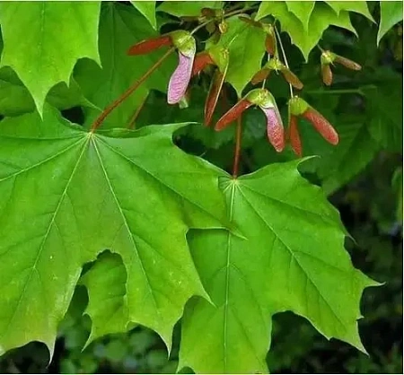 Клен остролистный 200 см Клен остролистный 200 см