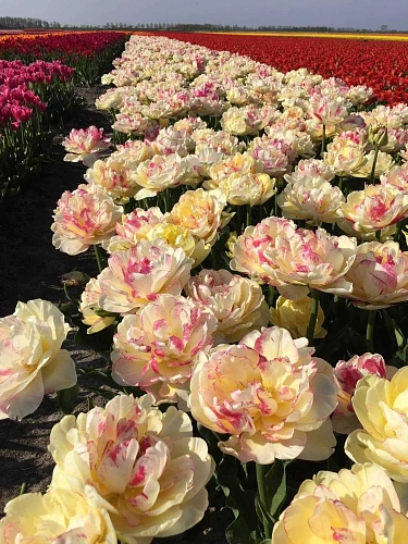 Тюльпан Double Shake (5 шт. в уп.) Тюльпан Double Shake (5 шт. в уп.)