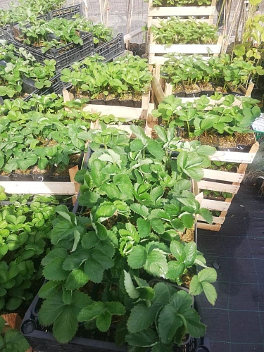 Клубника Кимберли Клубника Кимберли