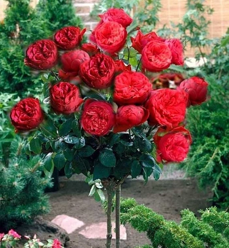 Роза на штамбе Piano (чайно-гибридная) Роза на штамбе Piano (чайно-гибридная)