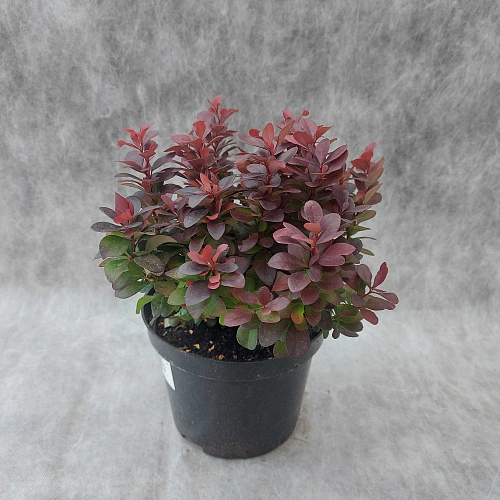 Барбарис Concorde тунберга Барбарис Concorde тунберга