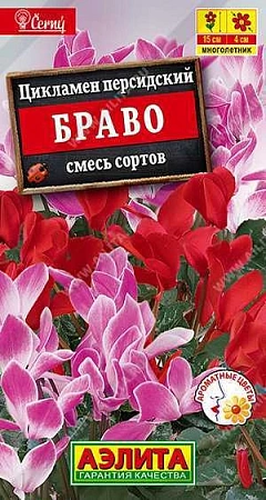 Цикламен персидский Браво, смесь окрасок 3 шт