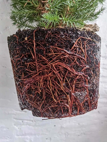 Ель сербская 150-175 см Оморика (Польша) Ель сербская 150-175 см Оморика (Польша)