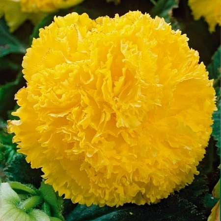 Бегония Fimbriata Yellow (уп. 2 шт)