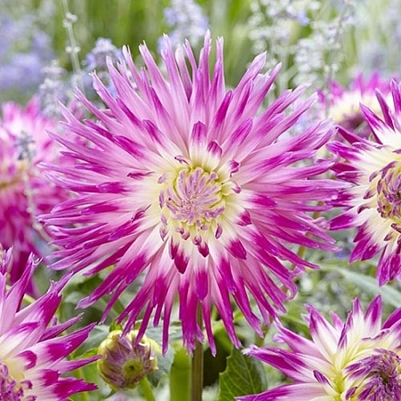 Георгина Veritable (1 шт. в уп.)