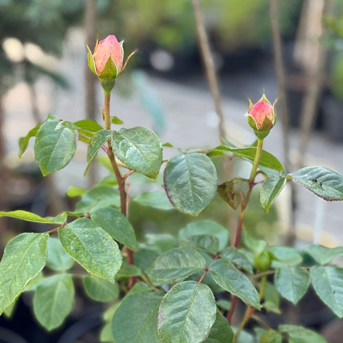 Роза чайно-гибридная Вояж (Voyage) насыщенно-розовая С4 Роза чайно-гибридная Вояж (Voyage) насыщенно-розовая С4